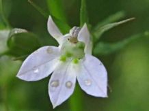 Indianen Tabak - Lobelia Inflata | 20 zaden